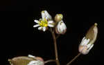 Spring draba